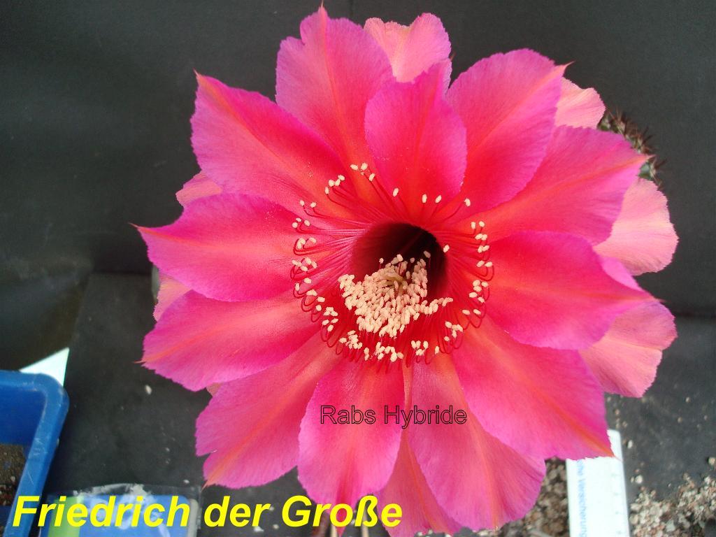 Friedrich der Grosse.jpg 